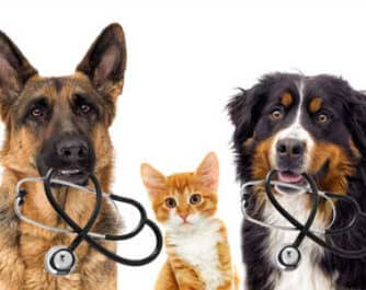 vétérinaire Bow River Veterinary Centre Canmore