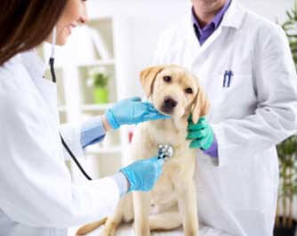 vétérinaire Darlington Veterinary Hospital Woodbridge