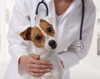 vétérinaire Pawsitive Veterinary Care Kelowna