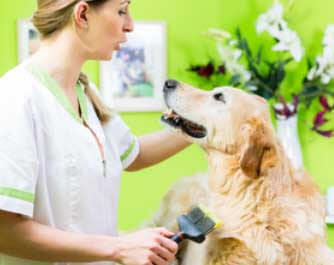 vétérinaire Alberni Veterinary Clinic Ltd Port Alberni