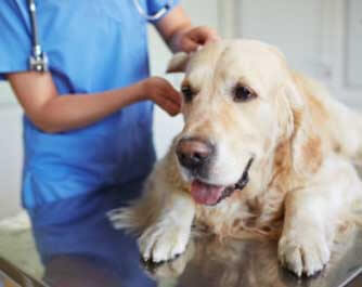 vétérinaire Milverton-Wellesley Veterinary Clinic Milverton