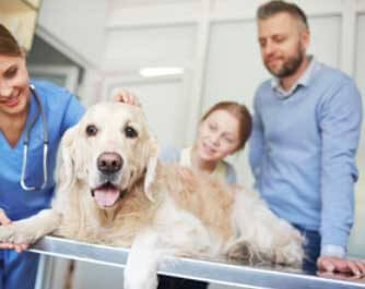 vétérinaire Leader Veterinary Clinic Leader