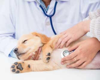 vétérinaire Clinique Maguire Médecine Vétérinaire: animal malade, blessé, mourrant Sillery