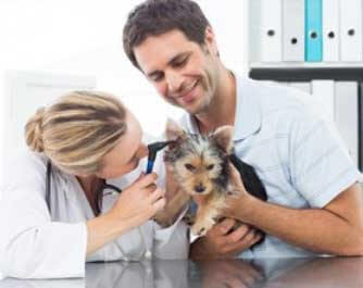 vétérinaire Clinique Vétérinaire: animal malade, blessé, mourrant de Beauce Nord Vallée-Jonction