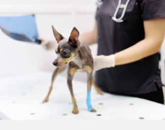 vétérinaire Hudson Reykdal Veterinary Services Inc Ashern