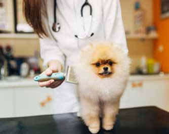 vétérinaire Clinique Vétérinaire: animal malade, blessé, mourrant de la Jacques-Cartier Sainte-Catherine